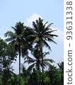 Two palm trees in India, blue sky 93631338