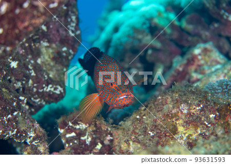 Ogasawara Yukatahata 93631593