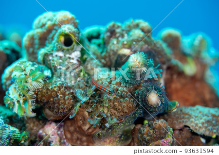 Ogasawara vertical snake gimpo 93631594