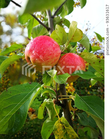 somewhat ripe apple on a branch with leaves. isolated on white background 93631617