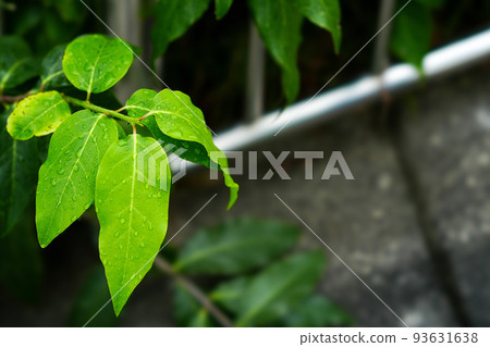 green leaves wet with dew green leaves wet with dew 93631638