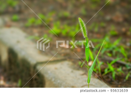 Roadside plants Nekojarashi 93631639