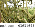 Camouflage net. Masking the shelter. 93631653