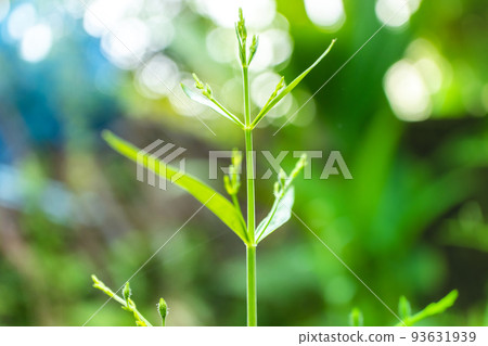 Andrographis paniculata the local Asia Herb plant for anti-virus medicine Andrographis paniculata the local Asia Herb plant for anti-virus medicine 93631939