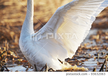 oper天鵝拍打翅膀（北海道） 93632063