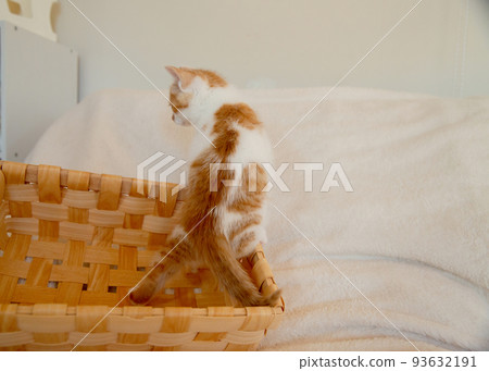 一隻小貓 一隻小貓 93632191
