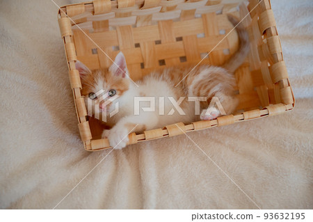 A kitten 93632195