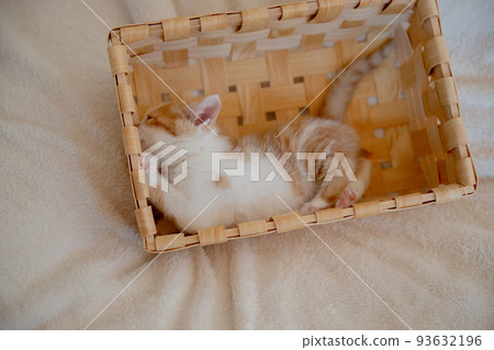 一隻小貓 一隻小貓 93632196