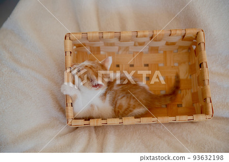 A kitten A kitten 93632198