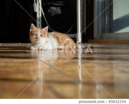 A kitten 93632234