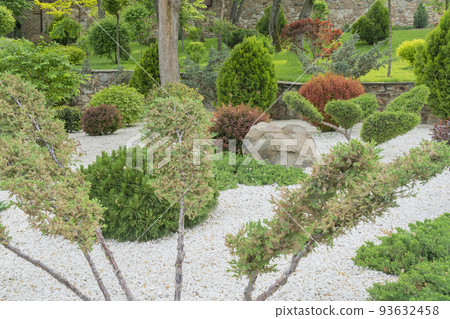 coniferous garden in the park close-up as a background coniferous garden in the park close-up as a background 93632458