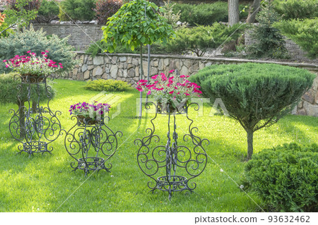 coniferous garden in the park close-up as a background coniferous garden in the park close-up as a background 93632462