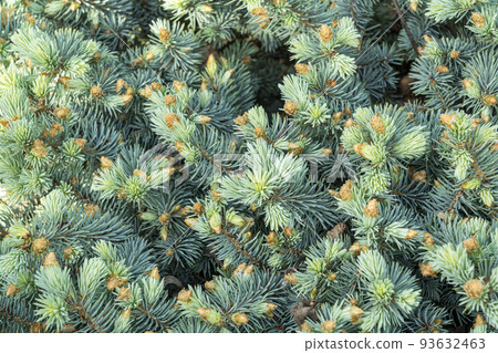 branches of coniferous trees close up as a background branches of coniferous trees close up as a background 93632463