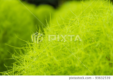 地膚特寫素材 93632539