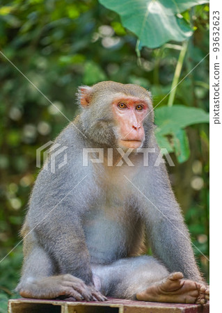 野生台灣獼猴 93632623