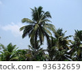 Palm trees in India, blue sky, clouds 93632659