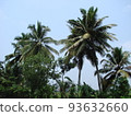 Palm trees in India against the blue sky 93632660
