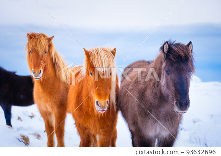 Horses in Iceland. Wild horses in a group. Horses on the Westfjord in Iceland. Horses in Iceland. Wild horses in a group. Horses on the Westfjord in Iceland. 93632696