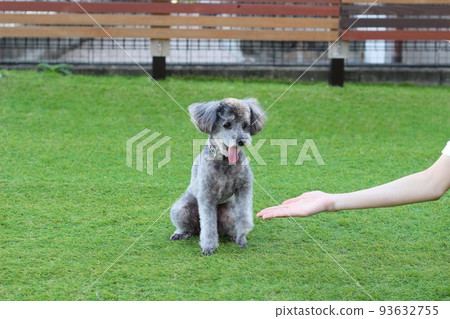 Toy poodle and woman's hand sitting on the lawn of the dog run 93632755