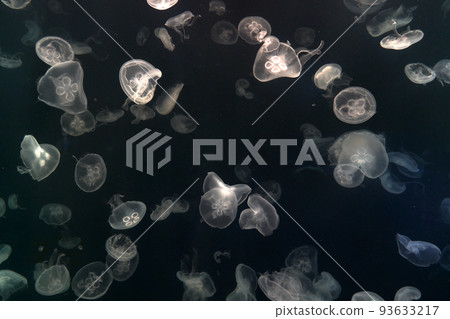 Jellyfish, Korea 93633217