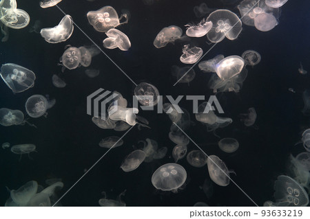 Jellyfish, Korea Jellyfish, Korea 93633219
