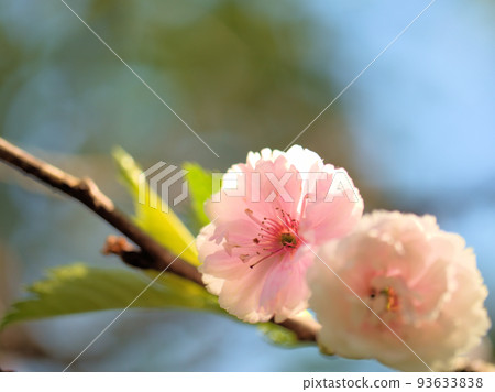 Cherry blossoms blooming in April "Kobukuzakura" 93633838