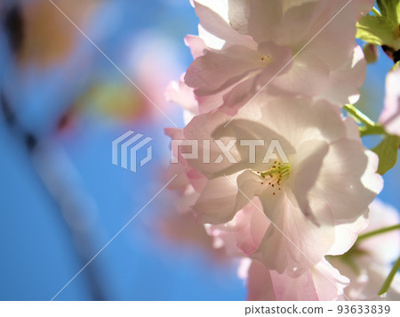 Satozakura "Fukurokuju" blooming in April 93633839
