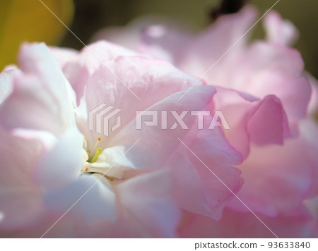 Satozakura "Fukurokuju" blooming in April 93633840