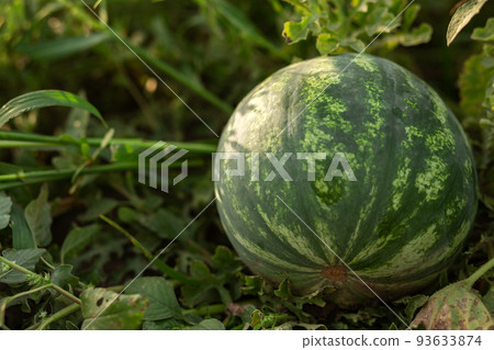 Watermelon in the garden in the leaves. Agriculture, agronomy, industry 93633874