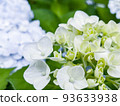 Beautiful hydrangea growing in Yeongra-do 93633938