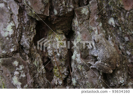 Gray Tree Frog Hyla chrysoscelis on pine tree in Eastern Texas Gray Tree Frog Hyla chrysoscelis on pine tree in Eastern Texas 93634160