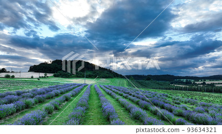 Farm lavender field drone aerial farming magic scenic sunset Lavandula angustifolia growing purple true English flower flowering plant herbal narrow-leaved lavender common garden growth Europe 93634321