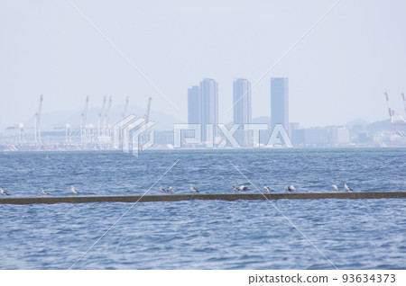 海鳥在夏日微風中休息 海鳥在夏日微風中休息 93634373