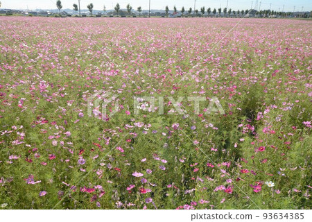 Cosmos field Cosmos field 93634385