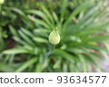 Agapanthus bud close-up 93634577