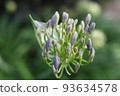 A bunch of agapanthus flowers 93634578