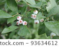 Blueberry fruits before harvest 93634612