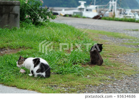 A cat eating fish given to him by a fisherman at the port 93634686