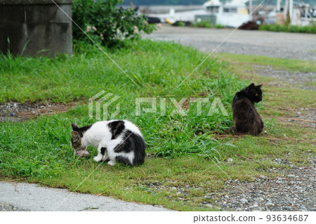 A cat eating fish given to him by a fisherman at the port 93634687