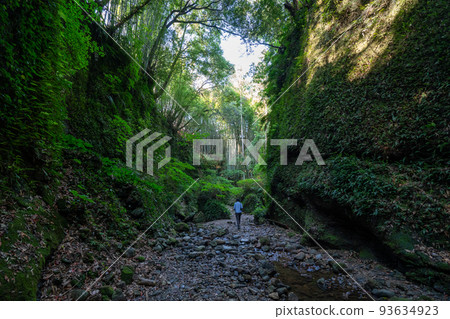 Image of fern colonies in Iogido 93634923