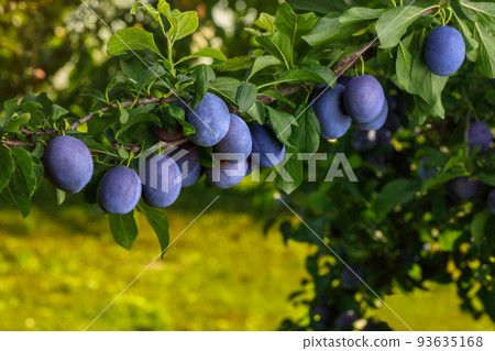 branch of ripe blue plums in garden 93635168