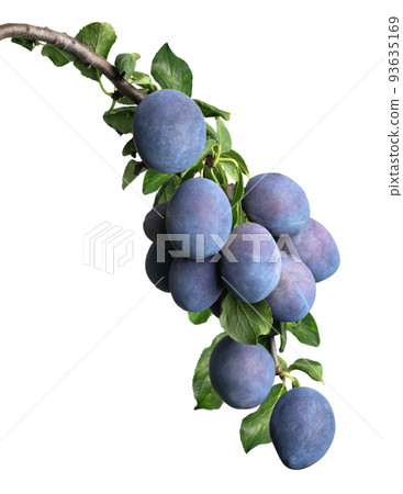 blue plums on branch isolated on white 93635169
