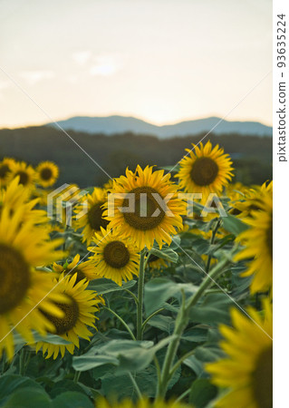 傍晚的向日葵田[富山] 93635224