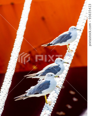A view of the harbor on a summer morning Seagulls perched on a rope A view of the harbor on a summer morning Seagulls perched on a rope 93635413