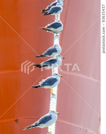 A view of the harbor on a summer morning Seagulls perched on a rope 93635437