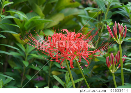 Mandarin saixa 93635444