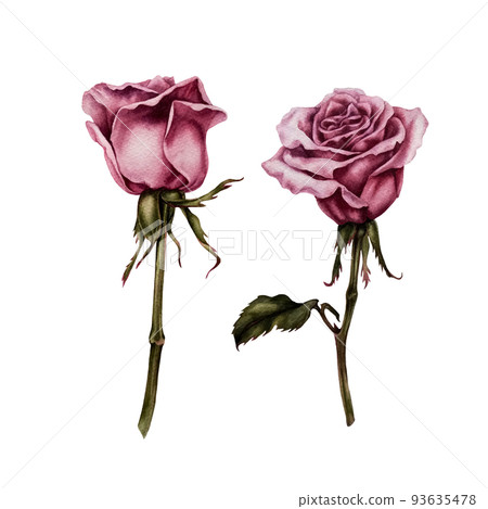 Couple watercolor pink roses - Stock Illustration [93635478] - PIXTA