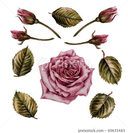 Set of watercolor pink rose, buds and leaves 93635483