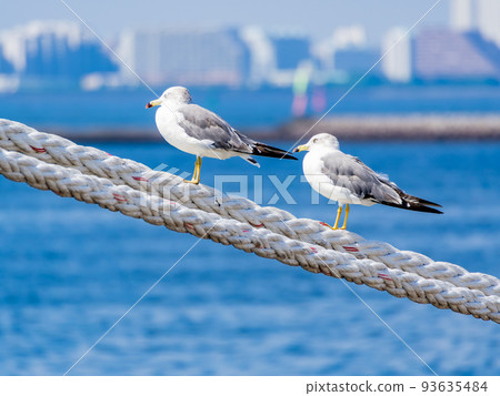 夏日早晨的海港景色 海鷗棲息在繩索上 夏日早晨的海港景色 海鷗棲息在繩索上 93635484