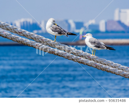 夏日早晨的海港景色 海鷗棲息在繩索上 夏日早晨的海港景色 海鷗棲息在繩索上 93635486
